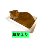 短足マンチカン2（個別スタンプ：5）