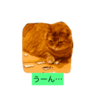 短足マンチカン2（個別スタンプ：6）