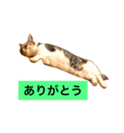 短足マンチカン2（個別スタンプ：7）