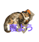 キャット エイダ（個別スタンプ：1）