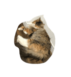 キャット エイダ（個別スタンプ：2）