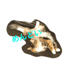キャット エイダ（個別スタンプ：3）