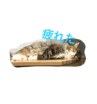 キャット エイダ（個別スタンプ：4）