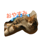 キャット エイダ（個別スタンプ：5）