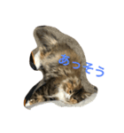 キャット エイダ（個別スタンプ：6）