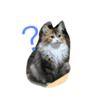 キャット エイダ（個別スタンプ：8）