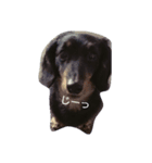短足犬まめ（個別スタンプ：1）