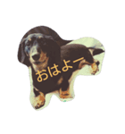 短足犬まめ（個別スタンプ：5）