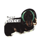 短足犬まめ（個別スタンプ：6）