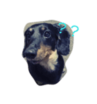 短足犬まめ（個別スタンプ：7）