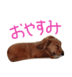 チャミちゃん（個別スタンプ：4）