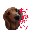 チャミちゃん（個別スタンプ：5）