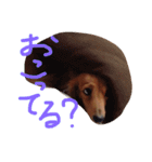 チャミちゃん（個別スタンプ：6）