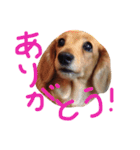 チャミちゃん（個別スタンプ：8）