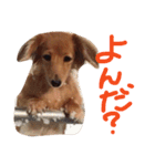 チャミちゃん（個別スタンプ：9）