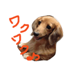 チャミちゃん（個別スタンプ：16）
