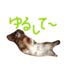 チャミちゃん（個別スタンプ：17）