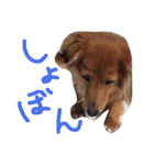 チャミちゃん（個別スタンプ：19）