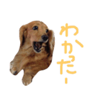 チャミちゃん（個別スタンプ：21）