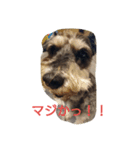 あたし、犬やし。(犬の気持ち・関西弁)（個別スタンプ：5）