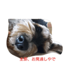 あたし、犬やし。(犬の気持ち・関西弁)（個別スタンプ：7）