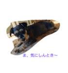 あたし、犬やし。(犬の気持ち・関西弁)（個別スタンプ：8）