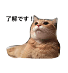 我が家の猫達（個別スタンプ：1）