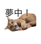 我が家の猫達（個別スタンプ：5）