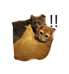 我が家の猫達（個別スタンプ：7）