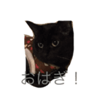我が家の猫達（個別スタンプ：8）