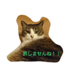 あずき雑スタンプ（個別スタンプ：4）