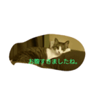 あずき雑スタンプ（個別スタンプ：5）