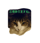 あずき雑スタンプ（個別スタンプ：8）