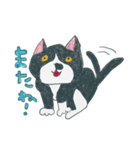 はちわれ猫の一徳スタンプ（個別スタンプ：16）