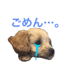 ルーシースタンプ2（個別スタンプ：14）