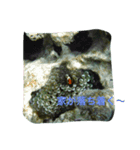 海の魚スタンプ（個別スタンプ：1）