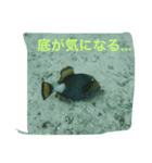 海の魚スタンプ（個別スタンプ：6）