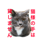 豆猫様（個別スタンプ：1）