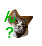 豆猫様（個別スタンプ：2）
