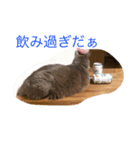 豆猫様（個別スタンプ：3）