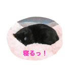 豆猫様（個別スタンプ：4）