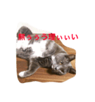 豆猫様（個別スタンプ：5）