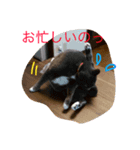 豆猫様（個別スタンプ：6）