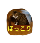豆猫様（個別スタンプ：7）