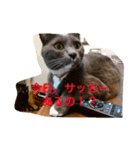 豆猫様（個別スタンプ：8）