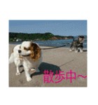 我が家のお犬様（個別スタンプ：1）