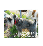 我が家のお犬様（個別スタンプ：3）