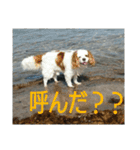 我が家のお犬様（個別スタンプ：4）