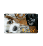 我が家のお犬様（個別スタンプ：10）