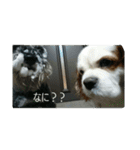 我が家のお犬様（個別スタンプ：12）